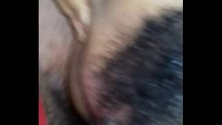 Alang sa mga asno aflor