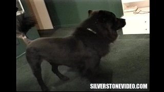 ���ാൻസി Vee Needs അലക്സ് Dane